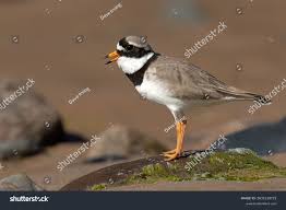 Attēlu rezultāti vaicājumam “Charadrius hiaticula”