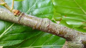 Attēlu rezultāti vaicājumam “Vicia sylvatica bud”