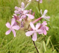 Attēlu rezultāti vaicājumam “Saponaria officinalis”