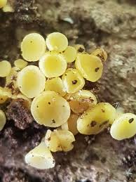 Attēlu rezultāti vaicājumam “Hymenoscyphus sp.”