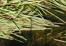 Attēlu rezultāti vaicājumam “Glyceria lithuanica”