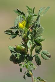 Attēlu rezultāti vaicājumam “Ononis arvensis bud”