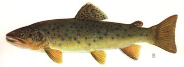 Image result for Salmo trutta trutta