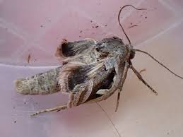 Attēlu rezultāti vaicājumam “Diloba caeruleocephala larva”
