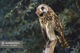 Attēlu rezultāti vaicājumam “Asio flammeus adult”