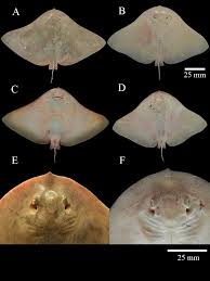 Image result for Gymnura micrura