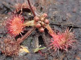 Attēlu rezultāti vaicājumam “Drosera rotundifolia fruit”