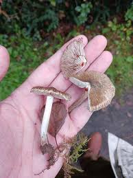 Attēlu rezultāti vaicājumam “Inocybe lanuginosa”