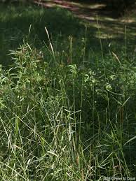 Attēlu rezultāti vaicājumam “Alopecurus pratensis fruit”