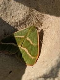 Attēlu rezultāti vaicājumam “Hylaea fasciaria”