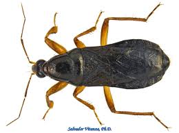 Attēlu rezultāti vaicājumam “Nabidae”