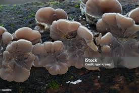 Attēlu rezultāti vaicājumam “Auricularia mesenterica”