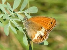 Attēlu rezultāti vaicājumam “Coenonympha arcania underside”