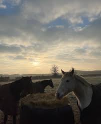 Image result for White Rose Polo Club