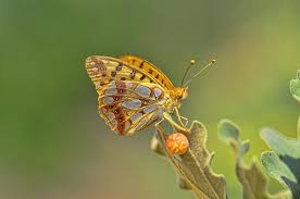 Attēlu rezultāti vaicājumam “Issoria lathonia”