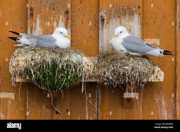 Attēlu rezultāti vaicājumam “Rissa tridactyla nest”