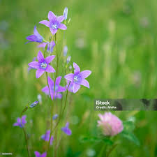Image result for Campanula patula