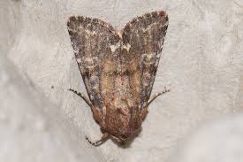 Attēlu rezultāti vaicājumam “Ceramica pisi”