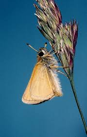 Attēlu rezultāti vaicājumam “Thymelicus lineola underside”