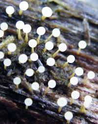 Attēlu rezultāti vaicājumam “Physarum globuliferum”