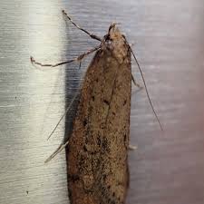 Attēlu rezultāti vaicājumam “Oecophoridae”