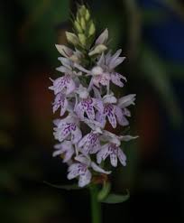 Attēlu rezultāti vaicājumam “Dactylorhiza fuchsii flower”