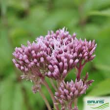 Image result for Eupatorium cannabinum