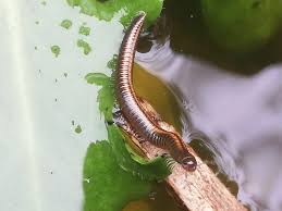 Attēlu rezultāti vaicājumam “Ommatoiulus sabulosus aimatopodus”