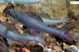 Image result for Thymallus thymallus