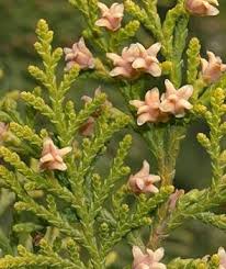 Image result for Colutea x media (arborescens x orientalis)