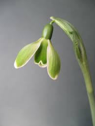 Attēlu rezultāti vaicājumam “Galanthus nivalis bud”