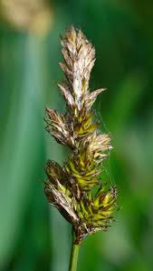 Attēlu rezultāti vaicājumam “Carex disticha”