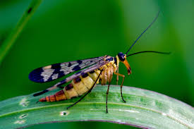 Attēlu rezultāti vaicājumam “Panorpa communis imago”