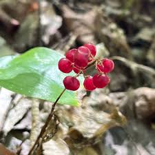 Attēlu rezultāti vaicājumam “Maianthemum bifolium fruit”
