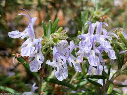 Attēlu rezultāti vaicājumam “Salix repens subsp. rosmarinifolia flower”