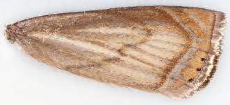 Attēlu rezultāti vaicājumam “Chrysoteuchia culmella”