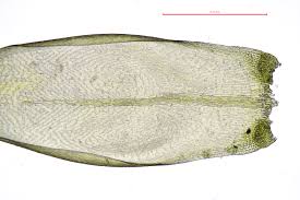 Attēlu rezultāti vaicājumam “Isothecium alopecuroides”
