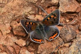 Attēlu rezultāti vaicājumam “Lycaena phlaeas”