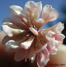 Attēlu rezultāti vaicājumam “Trifolium hybridum flower”