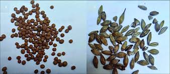 Attēlu rezultāti vaicājumam “Sinapis alba”