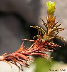 Attēlu rezultāti vaicājumam “Polytrichum formosum”