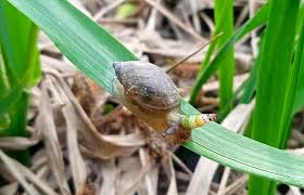 Attēlu rezultāti vaicājumam “Leucochloridium paradoxum”
