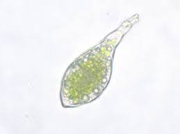 Attēlu rezultāti vaicājumam “Aulacomnium androgynum sporophyte”