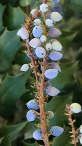 Attēlu rezultāti vaicājumam “Mahonia aquifolium bud”