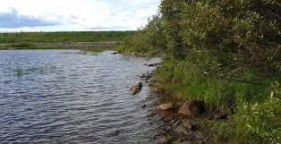 Attēlu rezultāti vaicājumam “Hamatocaulis lapponicus”