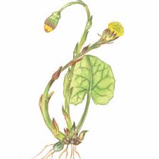 Attēlu rezultāti vaicājumam “Tussilago farfara flower”