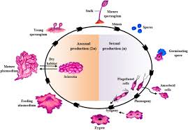 Attēlu rezultāti vaicājumam “Cribraria purpurea plasmodium”
