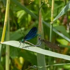 Attēlu rezultāti vaicājumam “Calopteryx virgo”