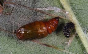 Attēlu rezultāti vaicājumam “Venusia blomeri”