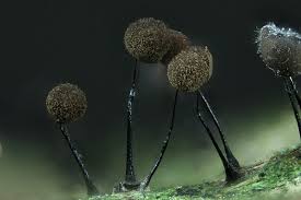 Attēlu rezultāti vaicājumam “Comatricha fragilis macro”